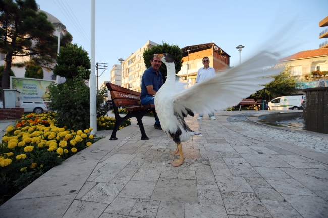 Evinde baktığı kaz can dostu oldu