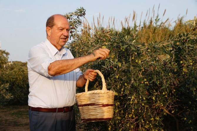 Cumhurbaşkanı Tatar, Zeytin Hasat Festivali’ne katıldı