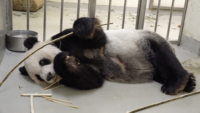 "Panda diplomasisi" Çin-Tayvan gerginliğini yumuşattı