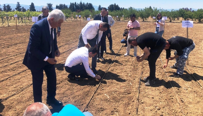 Güzelyurt’ta biri yerli olmak üzere 5 farklı çeşit yer fıstığı ekimi yapıldı